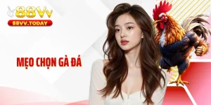 Mẹo Chọn Gà Đá