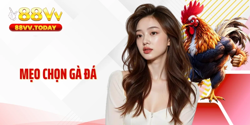 Mẹo Chọn Gà Đá