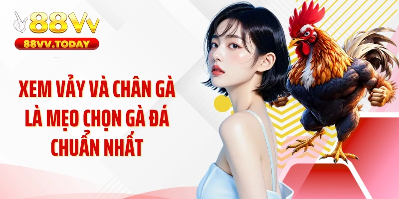 Xem vảy và chân gà là mẹo chọn gà đá chuẩn nhất